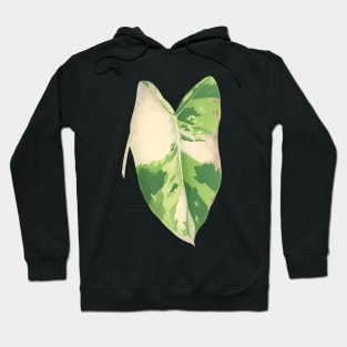 Alocasia Macrorrhiza varigated - Lemaire Hoodie